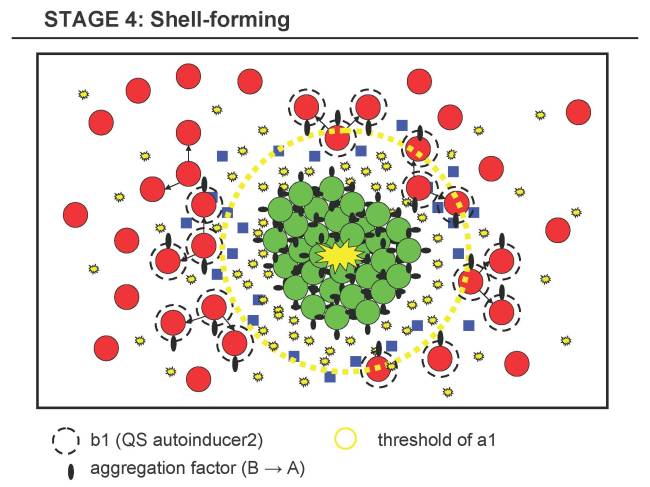 Stage 4a: Shell-forming Stage, threshold and expression of aggregation factors in B
