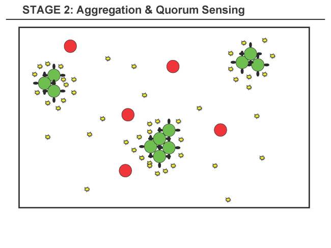 Stage 2: Aggregation & Quorum Sensing Stage