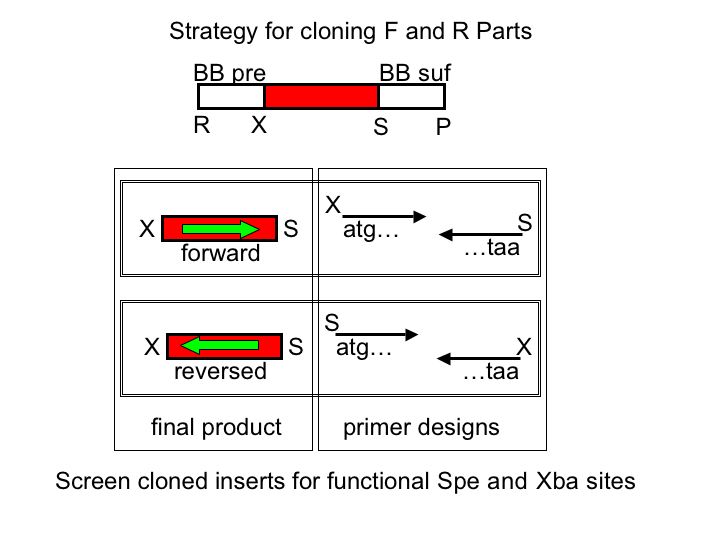 "Strategy for cloning F and R parts"