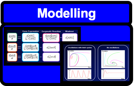 IGEM:IMPERIAL/2006/project/Oscillator/project_browser/Full_System/Modelling