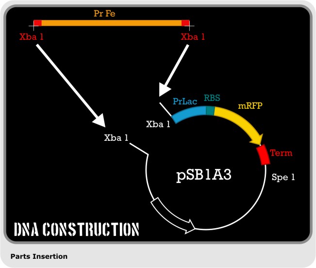 DNA Construction1.jpg