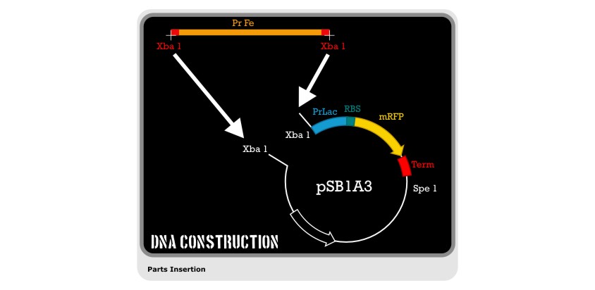 DNA Construction 3.jpg