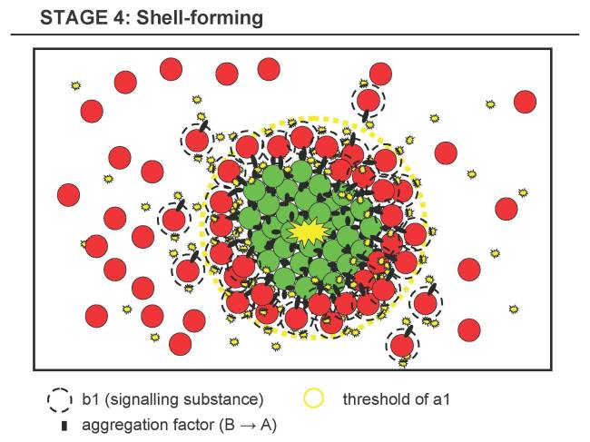Stage 4b: Shell-forming Stage, attachment of B to A
