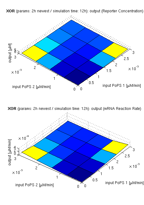 topside view of simulation results for XOR gate, protein halflife period: 2h