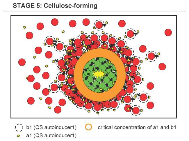 Stage 5a: Cellulose-forming Stage, overlap of a1 and b1 above threshold