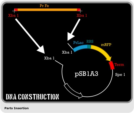 DNA Construction 2.jpg