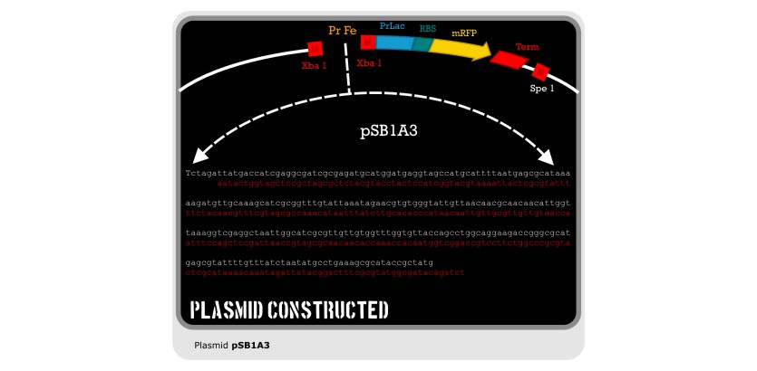 Plasmid Constructed 2.jpg