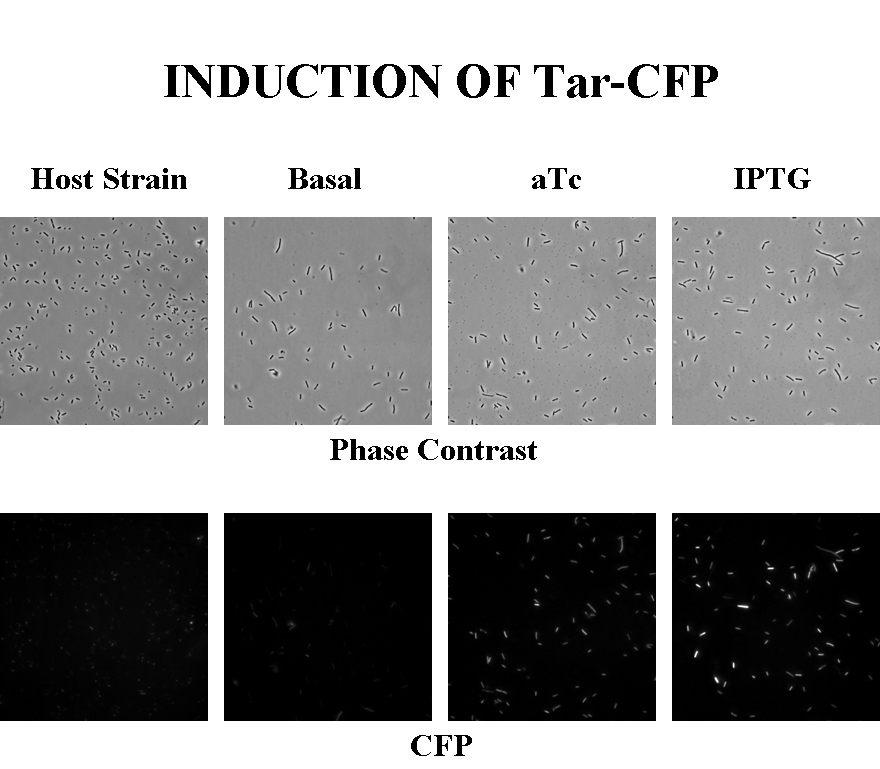 Induction of Tar-CFP.jpg