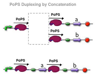 Duplexing by Concatenation