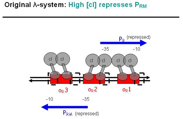 Original bi-directional Lambda-system, Prm repressed