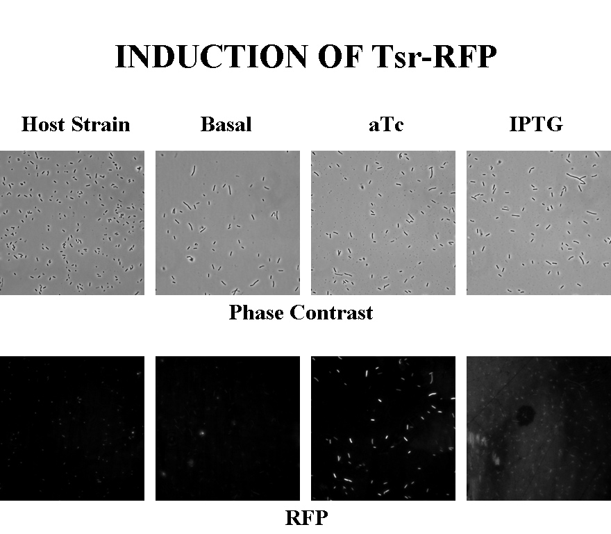 Induction of Tsr-RFP.jpg