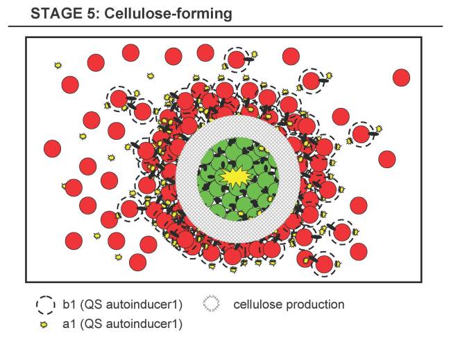 Stage 5b: Cellulose-forming Stage, excretion of cellulose