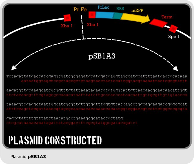 Plasmid Constructed.jpg